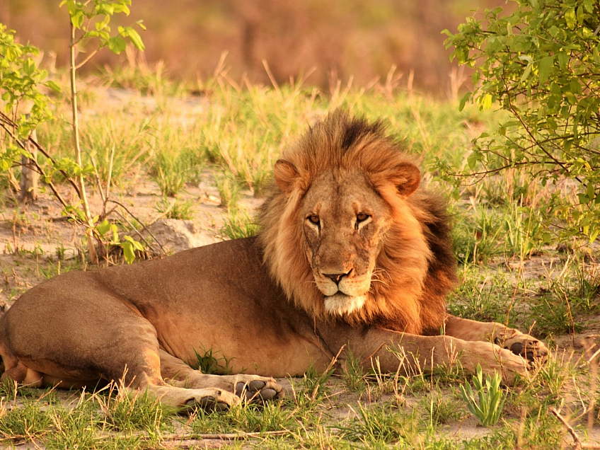 Africké Safari může být zážitkem doslova na celý život